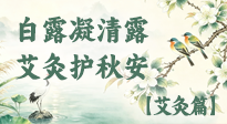 【二十四节气灸】白露凝清露，艾灸护秋安：四时灸养，温润度秋凉！